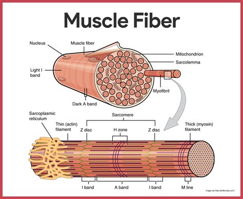 A diagram of skeletal muscle physiology, highlighting its functions and processes